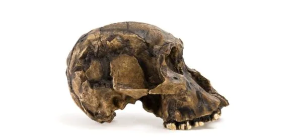 Fósseis revelam convivência entre duas espécies humanas ancestrais há 1,5 milhão de anos; entenda