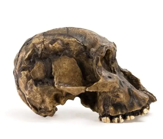 Fósseis revelam convivência entre duas espécies humanas ancestrais há 1,5 milhão de anos; entenda