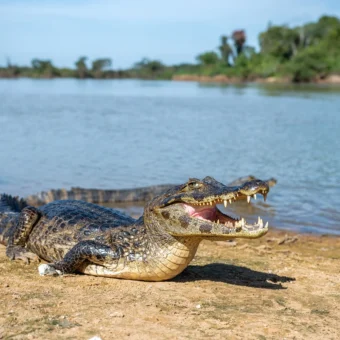 Jacarés ‘imitam’ pessoas se afogando para atrair humanos aos rios na Indonésia