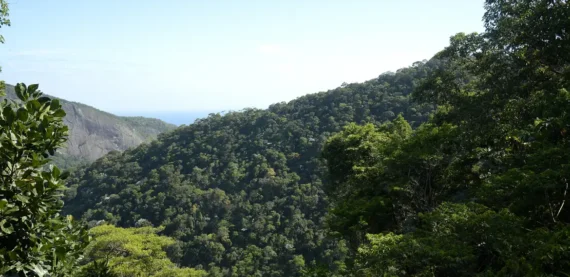 Pessoas escravizadas que reflorestaram a Floresta da Tijuca são incluídos no Livro dos Heróis do Rio