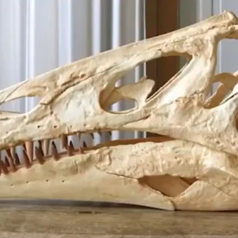 Cientistas exigem retorno de fóssil raro de dinossauro brasileiro levado ilegalmente para a Alemanha