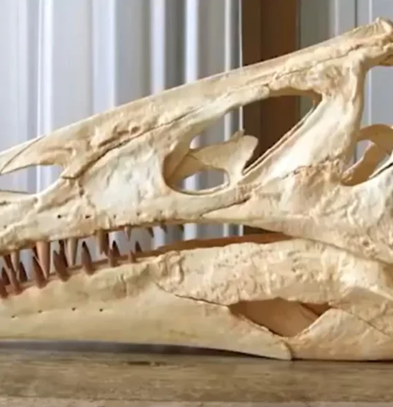 Cientistas exigem retorno de fóssil raro de dinossauro brasileiro levado ilegalmente para a Alemanha