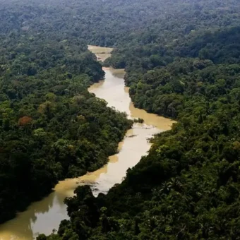 ‘PL da Devastação’ é aprovado na surdina, em meio ao Dia Nacional das Florestas e do Curupira