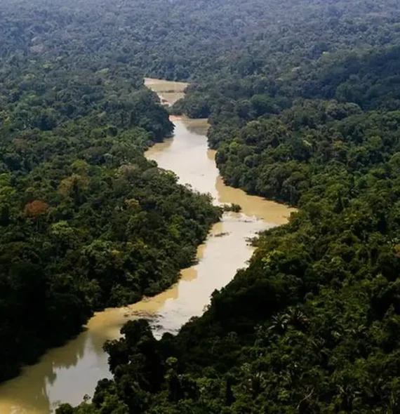 ‘PL da Devastação’ é aprovado na surdina, em meio ao Dia Nacional das Florestas e do Curupira